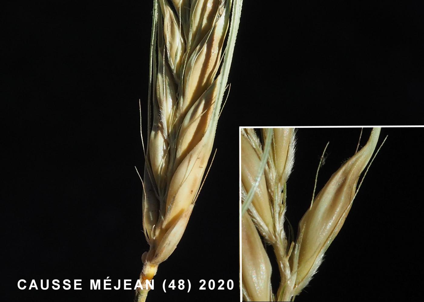 Wheat, Einkorn flower